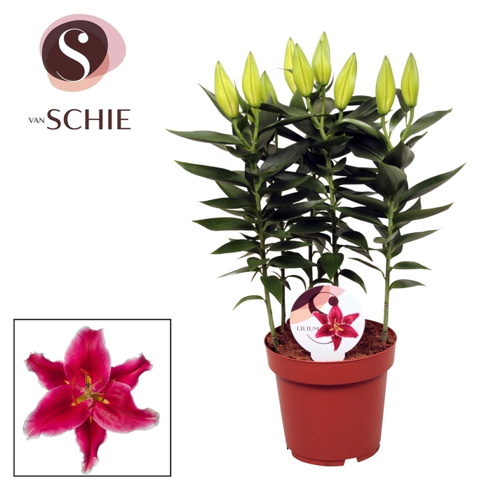 <h4>Lilium Or Starlight Express 19cm</h4>