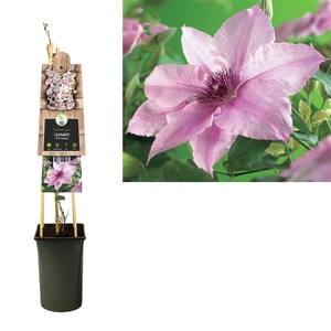 Clematis 'Pink Fantasy' +3.0 label