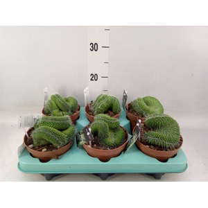 Mammillaria spinosissima 'Un Pico'