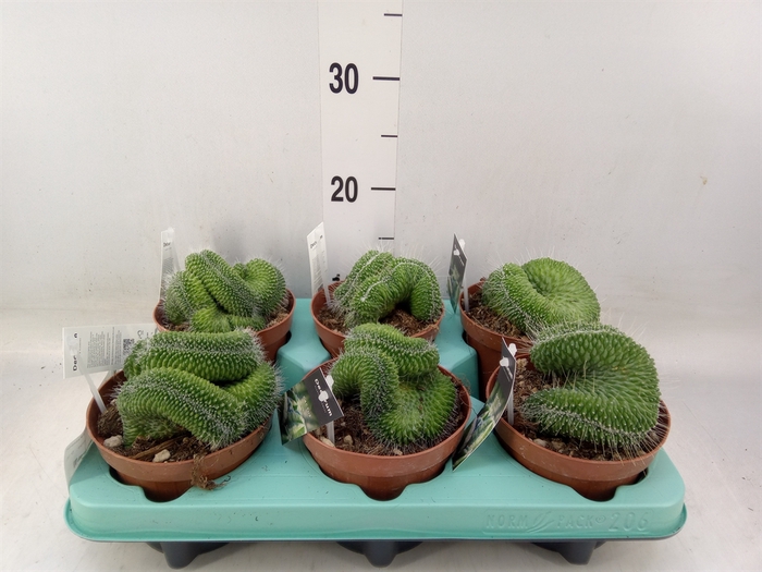 <h4>Mammillaria spinosissima 'Un Pico'</h4>