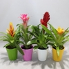 Bromelia arrangement keramiek Adventure Coco mix (Met Hoes)