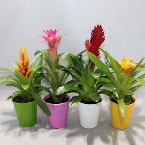 Bromelia arrangement keramiek Adventure Coco mix (Met Hoes)