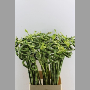 Drac S Lucky Bamboo