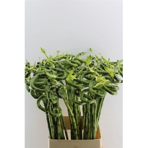 Drac S Lucky Bamboo