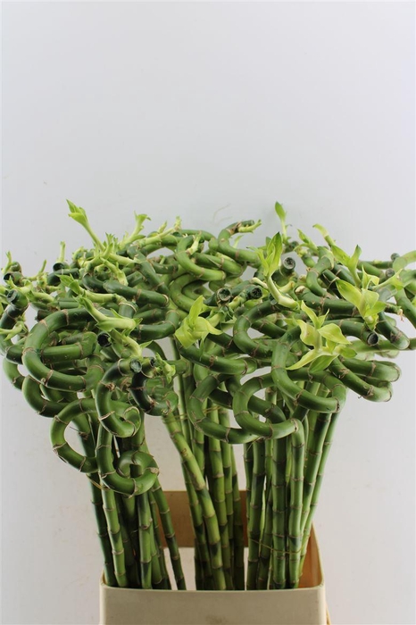 <h4>Drac S Lucky Bamboo</h4>