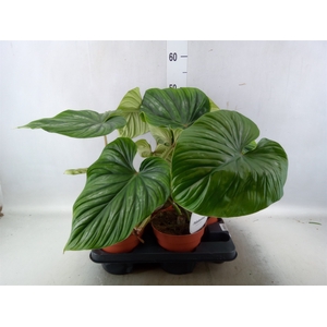 Philodendron   ...