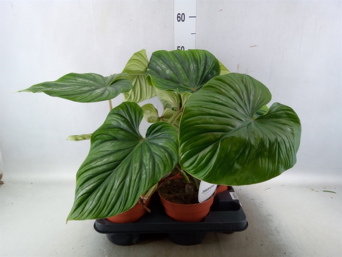 <h4>Philodendron   ...</h4>