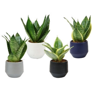 SANSEVIERIA TRIFASCIATA