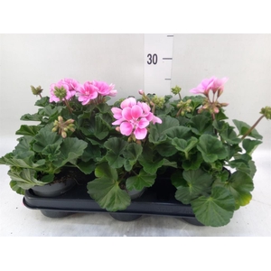 Pelargonium zona.   ...F1