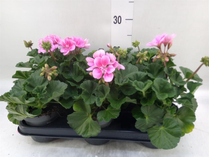 <h4>Pelargonium zona.   ...F1</h4>
