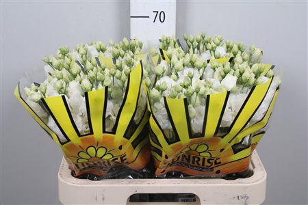 <h4>Eus G Alissa Pure White</h4>