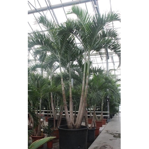 Veitchia merrillii 4pp