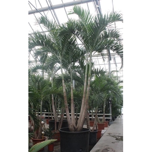 Veitchia merrillii 4pp