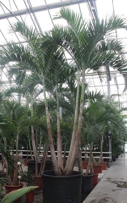 <h4>Veitchia merrillii 4pp</h4>