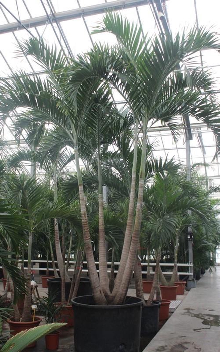<h4>Veitchia merrillii 4pp</h4>
