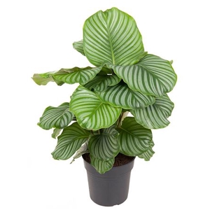 Calathea Orbifolia