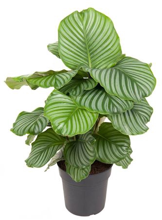 <h4>Calathea Orbifolia</h4>