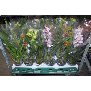 CYMBIDIUM P18 MIN 1 HT