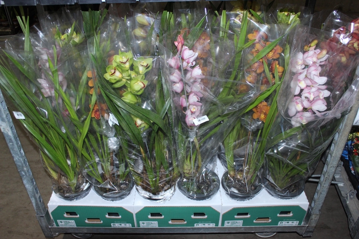<h4>CYMBIDIUM P18 MIN 1 HT</h4>