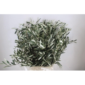 Olive 300gr P/b
