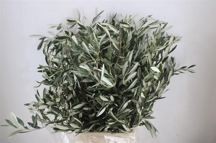 <h4>Olive 300gr P/b</h4>