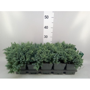 Juniperus squamata 'Blue Star'