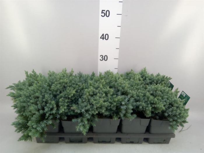 <h4>Juniperus squamata 'Blue Star'</h4>