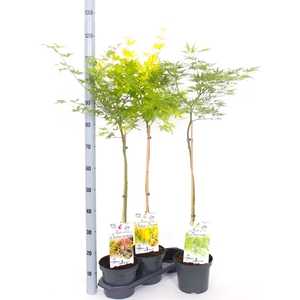 ACER OV
