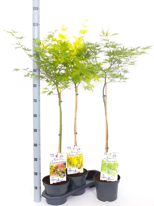 <h4>ACER PA ORANGE DREAM</h4>
