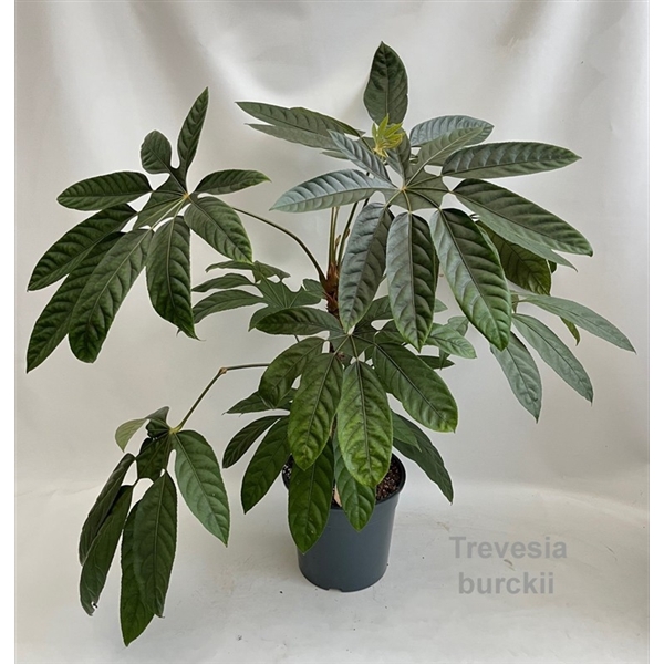 <h4>Trevesia burckii 27cm [Ghost's foot] *NEW*</h4>