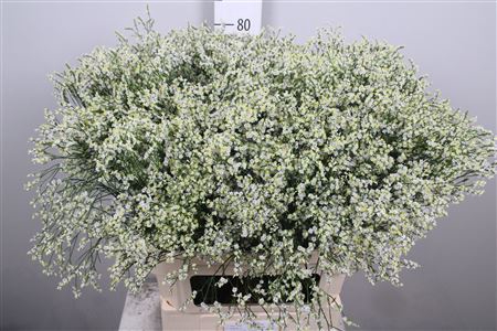 <h4>Lim Sin Clear Diamon Wit</h4>