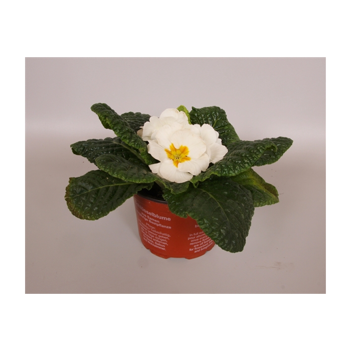 <h4>Primula Acaulis 9 cm White'</h4>