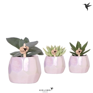 Kolibri Greens Succulenten mix in Pearl pot pink