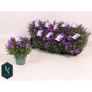 CAMP PORTENSCHLAGIAN