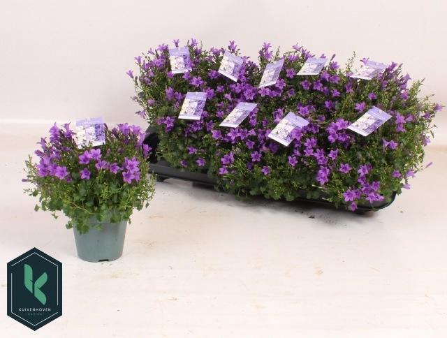 <h4>CAMP PORTENSCHLAGIAN</h4>