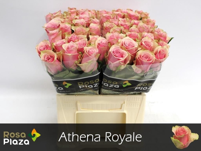 <h4>R GR ATHENA ROYALE</h4>