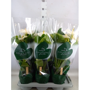 Anthurium andr. 'Samora'