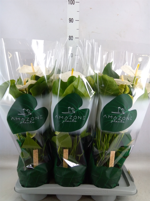 <h4>Anthurium andr. 'Samora'</h4>