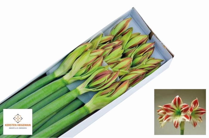 <h4>AMARYLLIS AMBIANCE</h4>