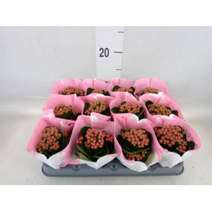 Kalanchoe  'RoseFlow Katie'