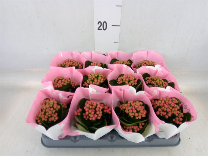 <h4>Kalanchoe  'RoseFlow Katie'</h4>