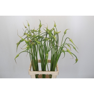 Allium Sativum Ophioscorodon
