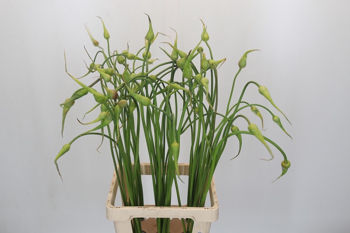 <h4>Allium Sativum Ophioscorodon</h4>