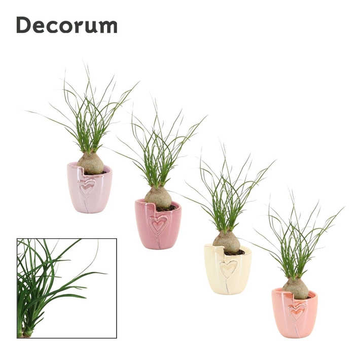 Beaucarnea Bol 6 cm in Joa (Special moods-collection)
