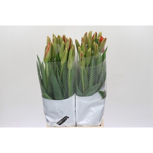 Tulipa (frans) En Rouge