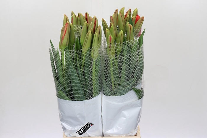 <h4>Tulipa (frans) En Rouge</h4>