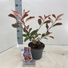 Photinia fraseri Louise ('McLarlou'PBR)