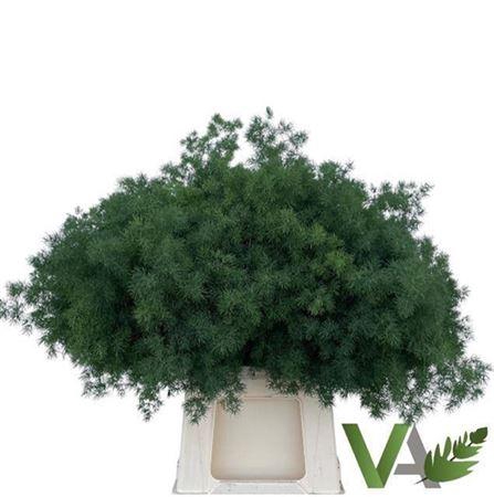 <h4>Asp Umbellatus</h4>