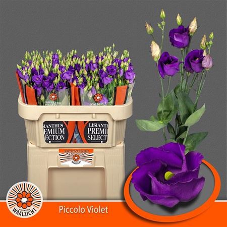 <h4>Eus E Picco Violet</h4>