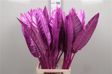 <h4>Strelitzia Blad Painted Cerise</h4>